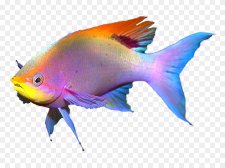 Tropical Fish Clipart Flounder - Co