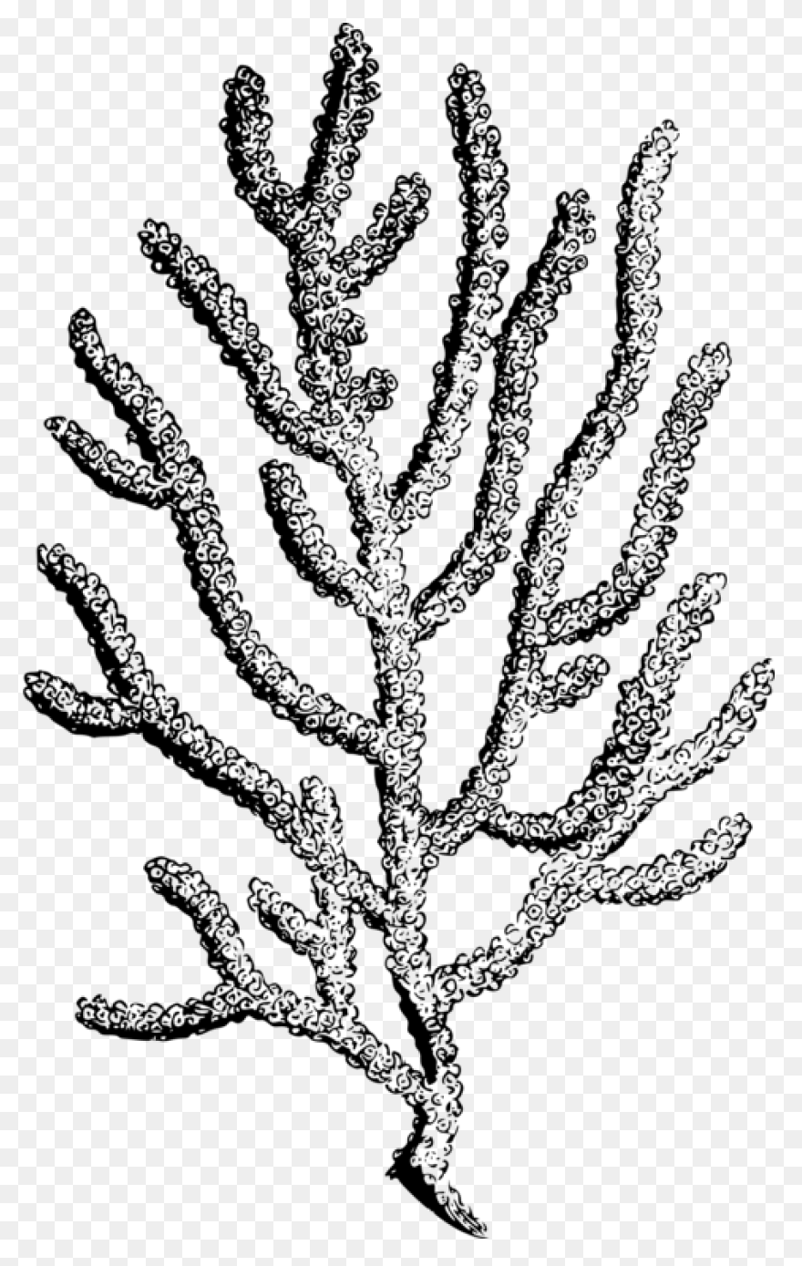 Coral Reef Botanical Illustration Botany - Coral Reef