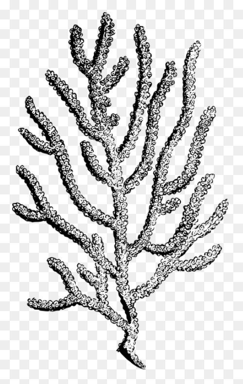 A Coral Reef Sticker • Pixers® -