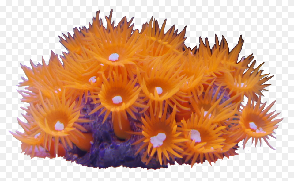 A Coral Reef Sticker • Pixers® -