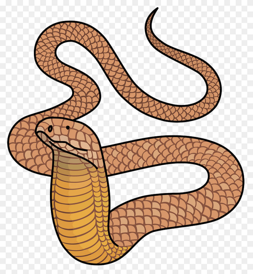 Cobra Snake Clipart - ClipartFlare