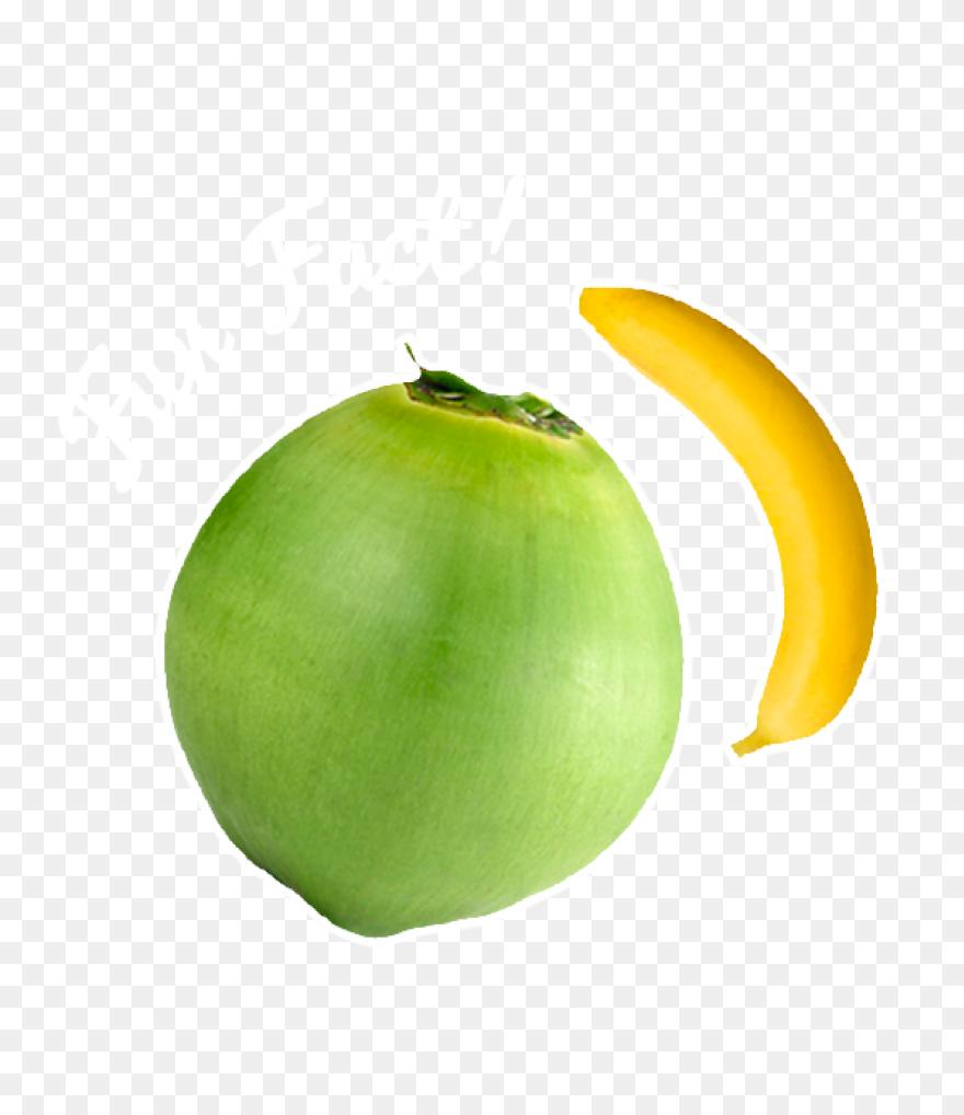 Organic Coconut Manna - Coconut But