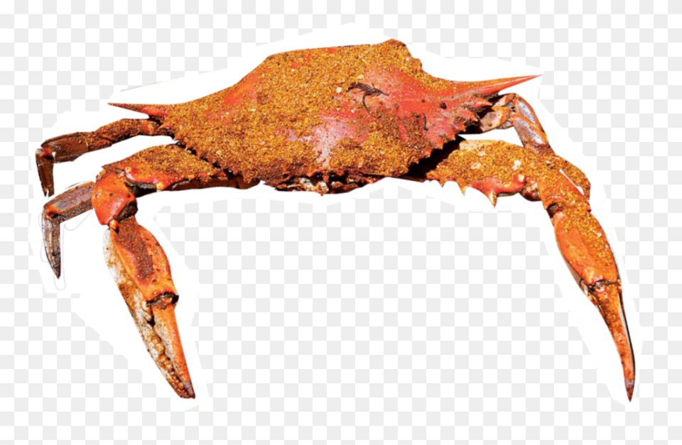 Seafood Graphic Royalty Free Sad Hu