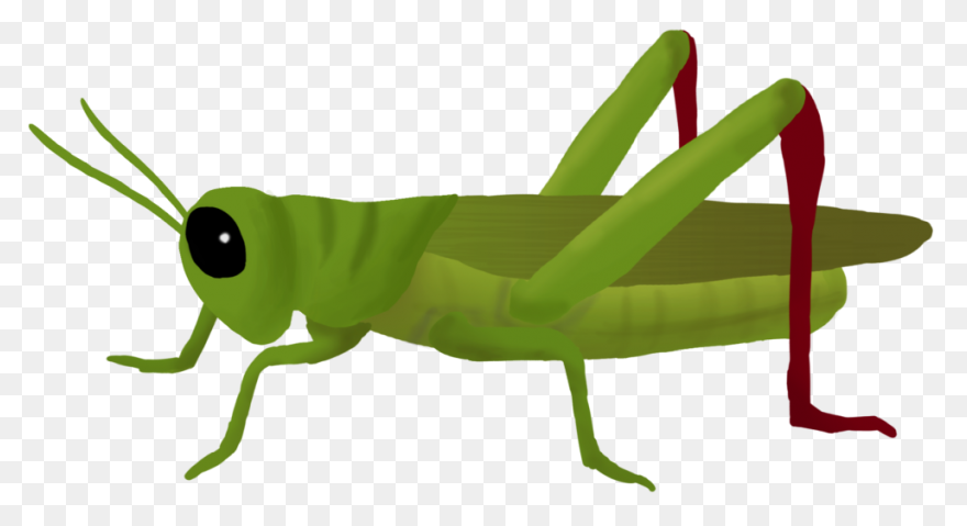 Cricket Ball Png Clip Art | Cricket
