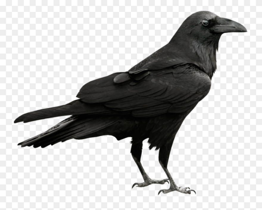 Crow Raven Bird - Free Vector Graph