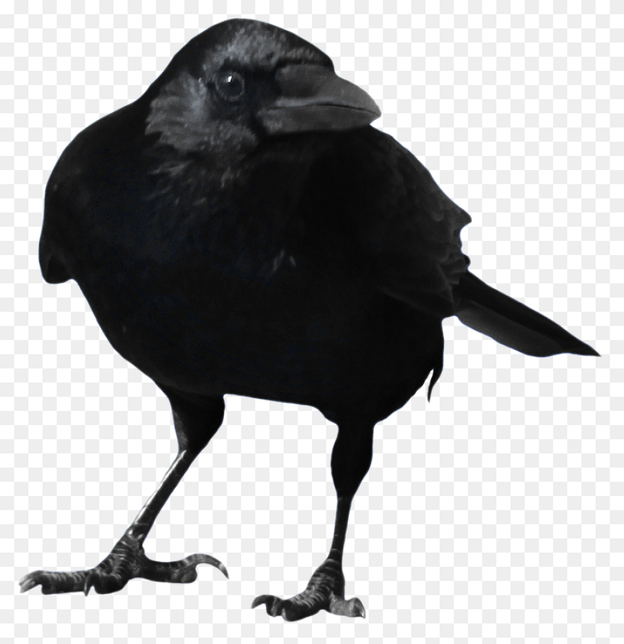 Crow Raven Bird - Free Vector Graph