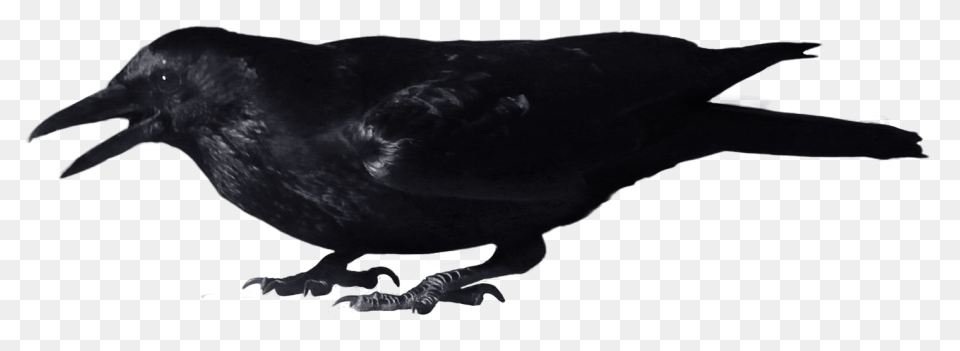 Crow 8 Clipart  - Crow