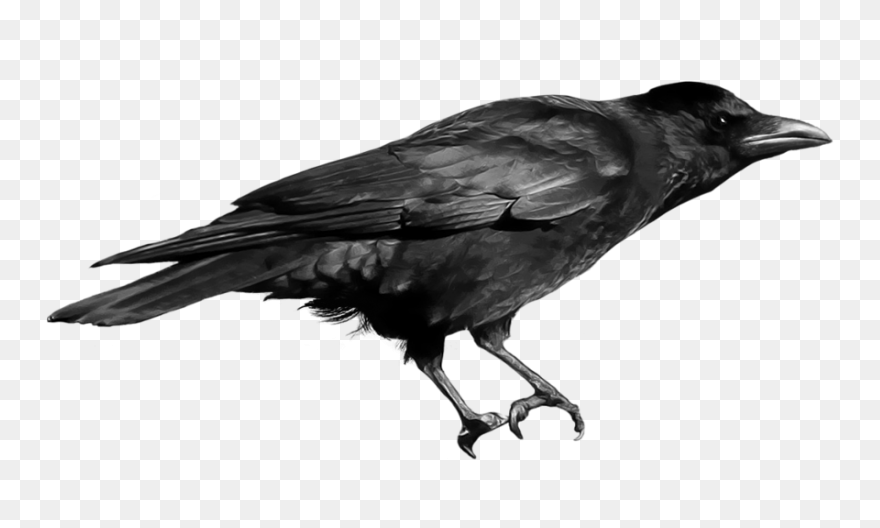 Crow Raven Bird - Free Vector Graph