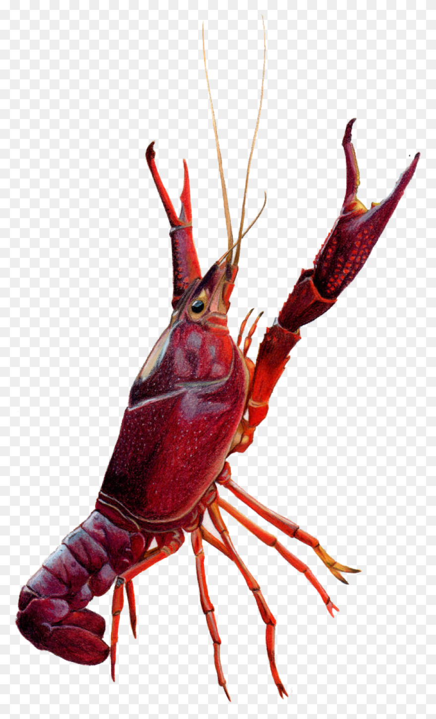 Crawfish Clipart. Free Download Tra