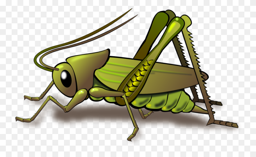Cricket Insect Clipart Clipart Suggest - Cricket