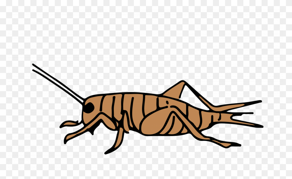 Cricket Insect Clipart - Clipart Su