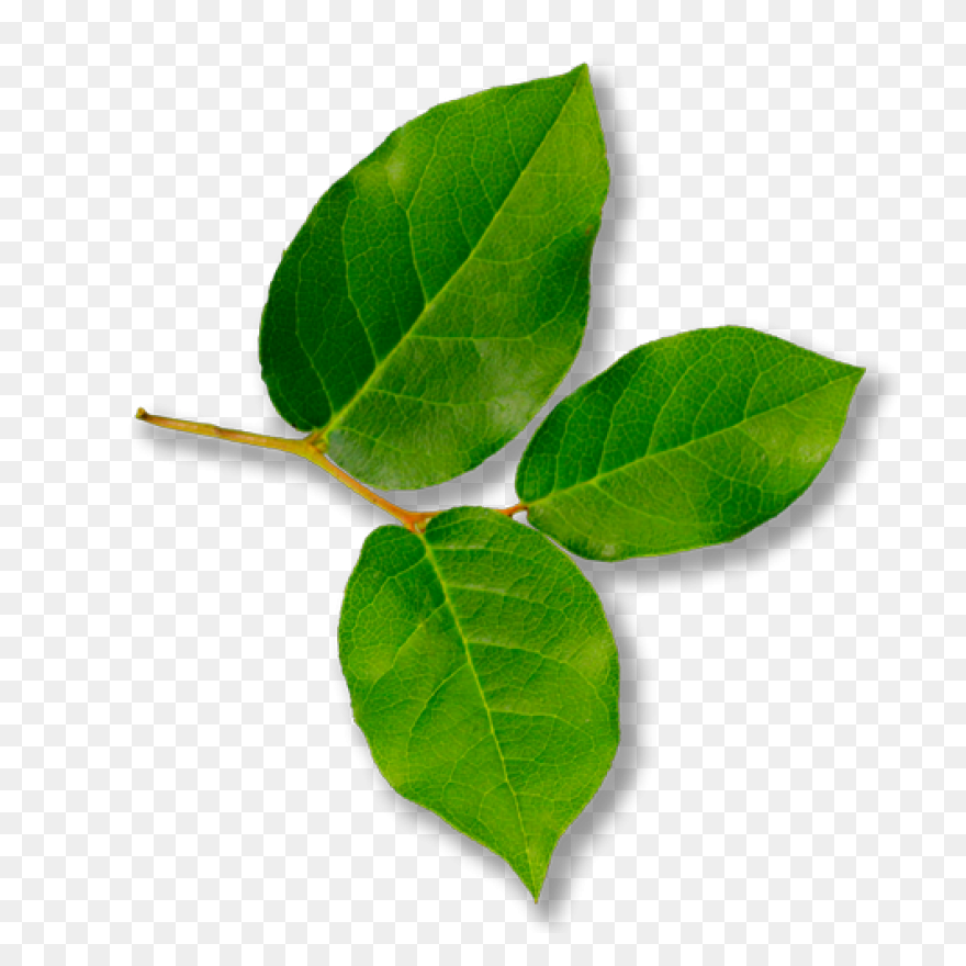 13 Leaves Ideas | Leaves - Curry Leaves
