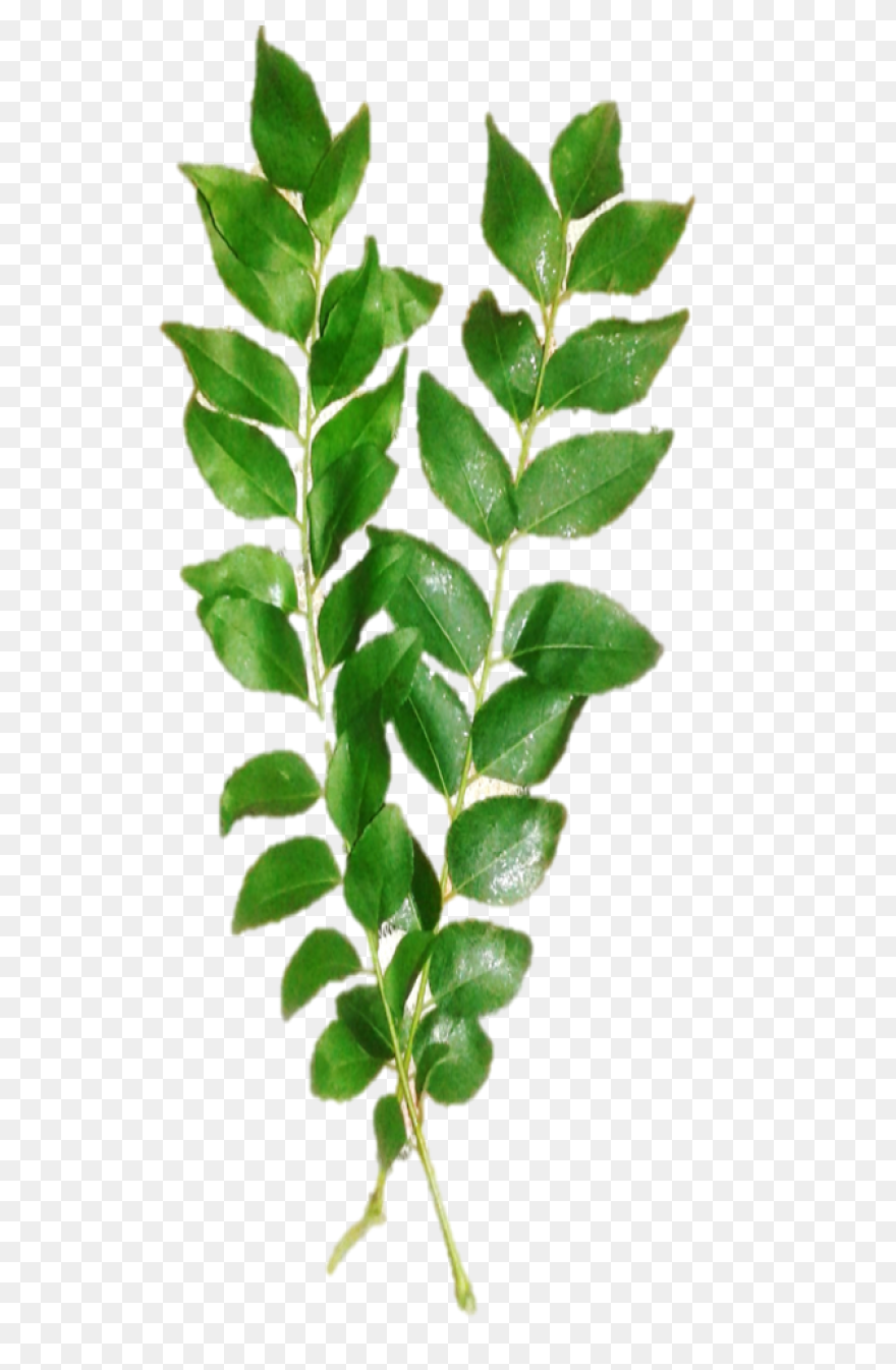 13 Leaves Ideas | Leaves, Plant Lea