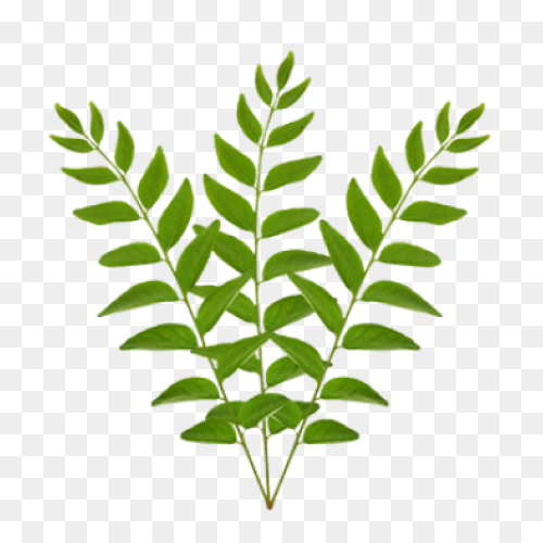 13 Leaves Ideas | Leaves, Plant Lea