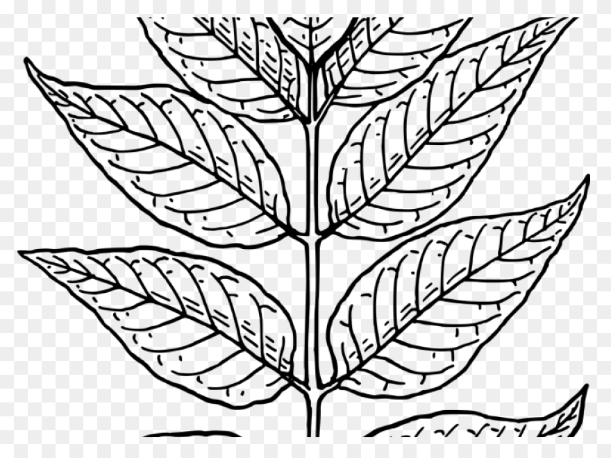 13 Leaves Ideas | Leaves, Plant Lea