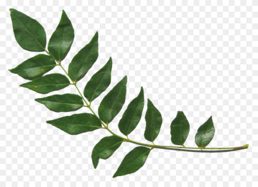 13 Leaves Ideas | Leaves, Plant Lea