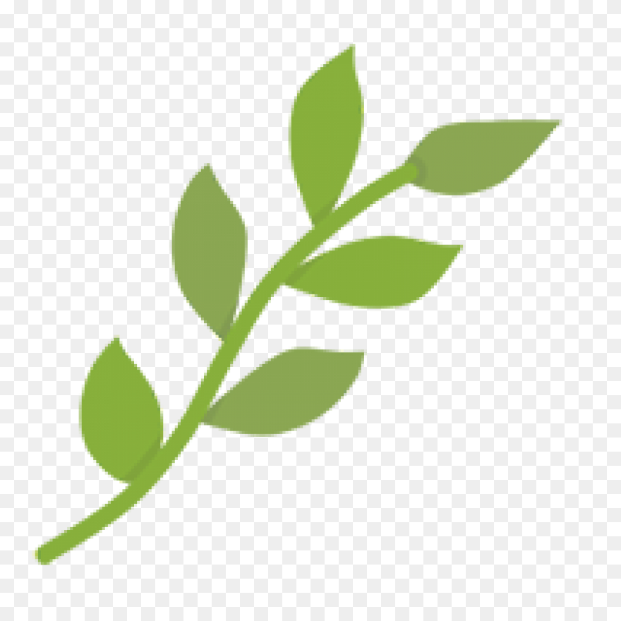 13 Leaves Ideas | Leaves, Plant Lea