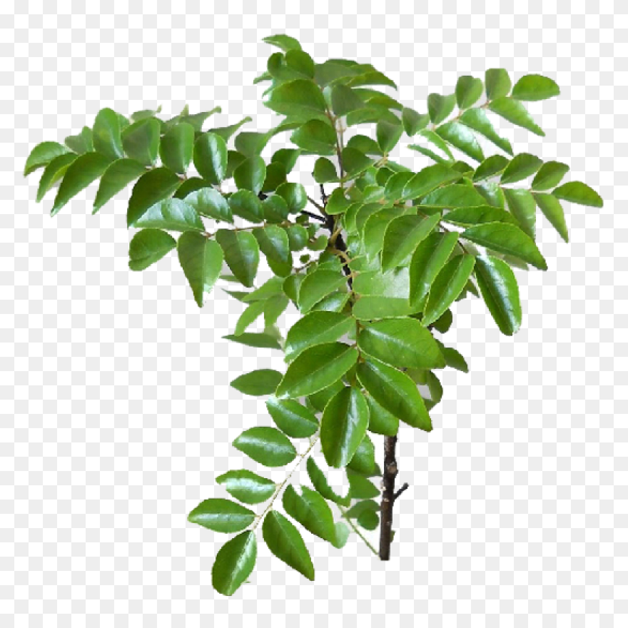 Jeyam Super Market Online Store. - Curry Leaves