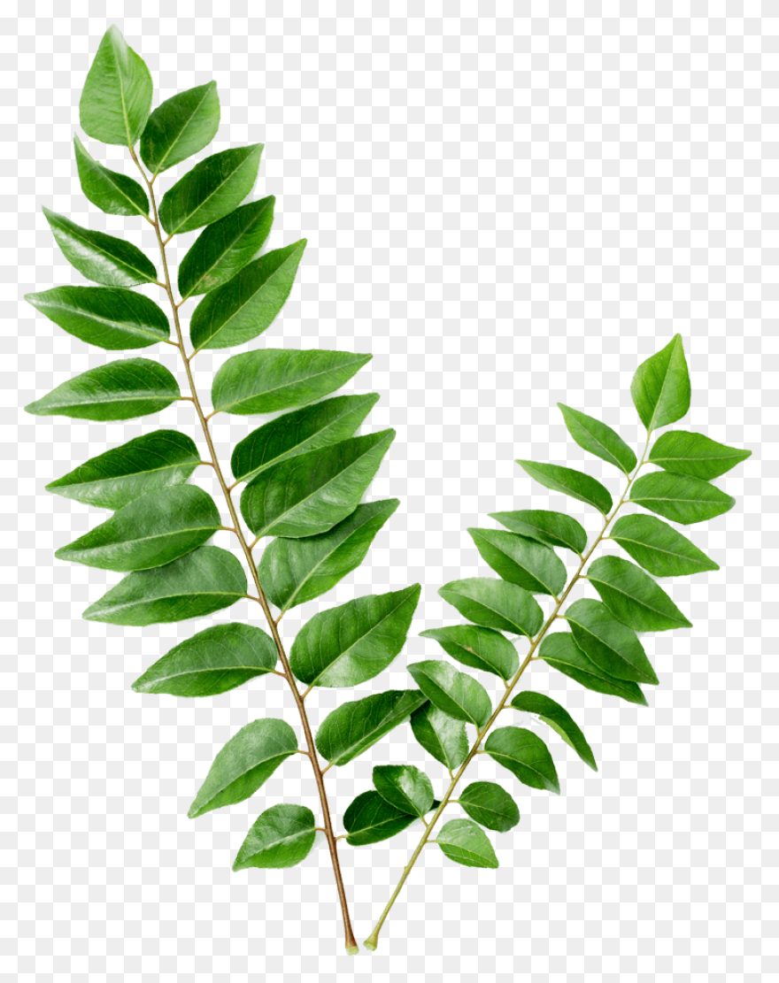 13 Leaves Ideas | Leaves, Plant Lea