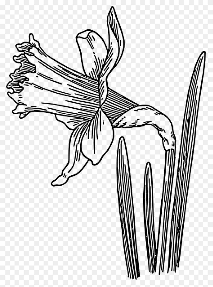 Daffodil Flower Plant Flora Clipart