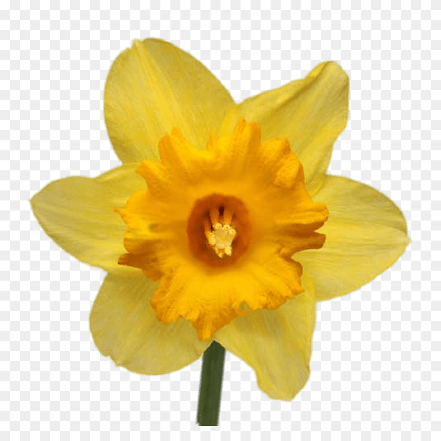 Daffodil Flower Plant Flora Clipart