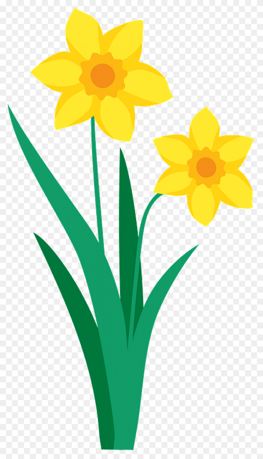 Daffodil Clipart. Free Download .png - Daffodil