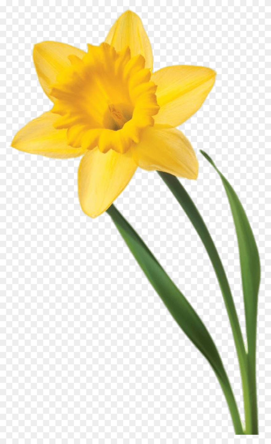 Daffodil Flower Plant Flora Clipart