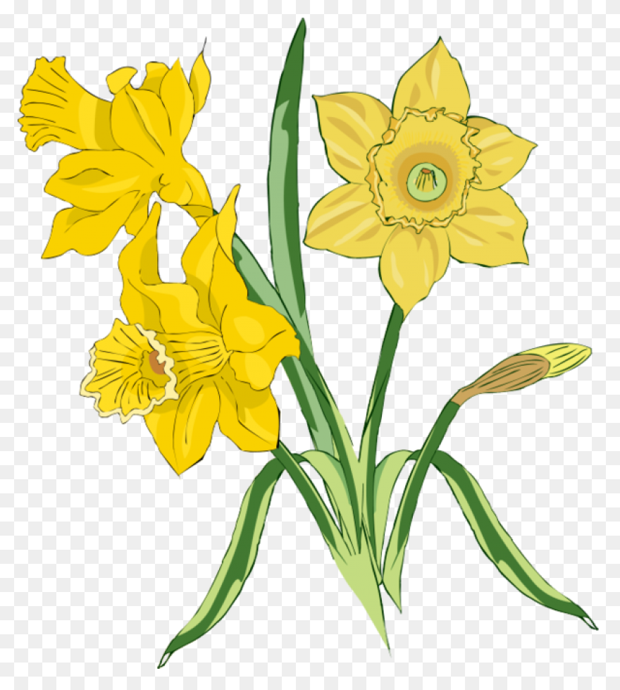 Daffodil Flower Plant Flora Clipart - Daffodil