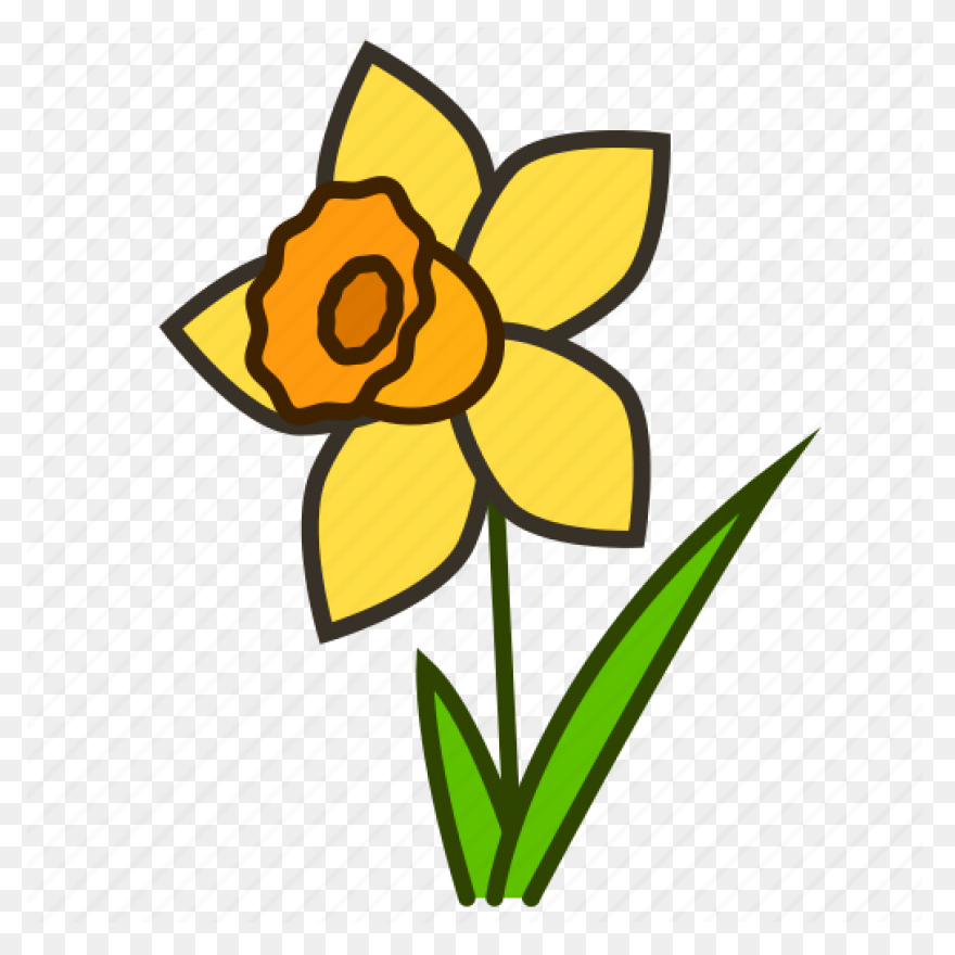 Daffodil Flower Plant Flora Clipart