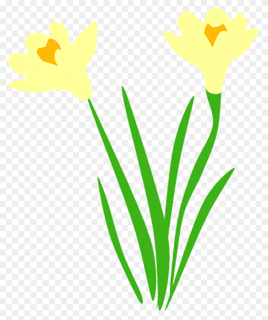 Daffodil Flower Plant Flora Clipart