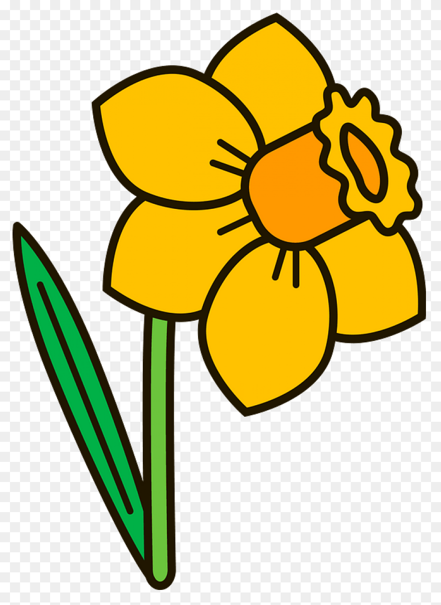Daffodil Flower Plant Flora Clipart