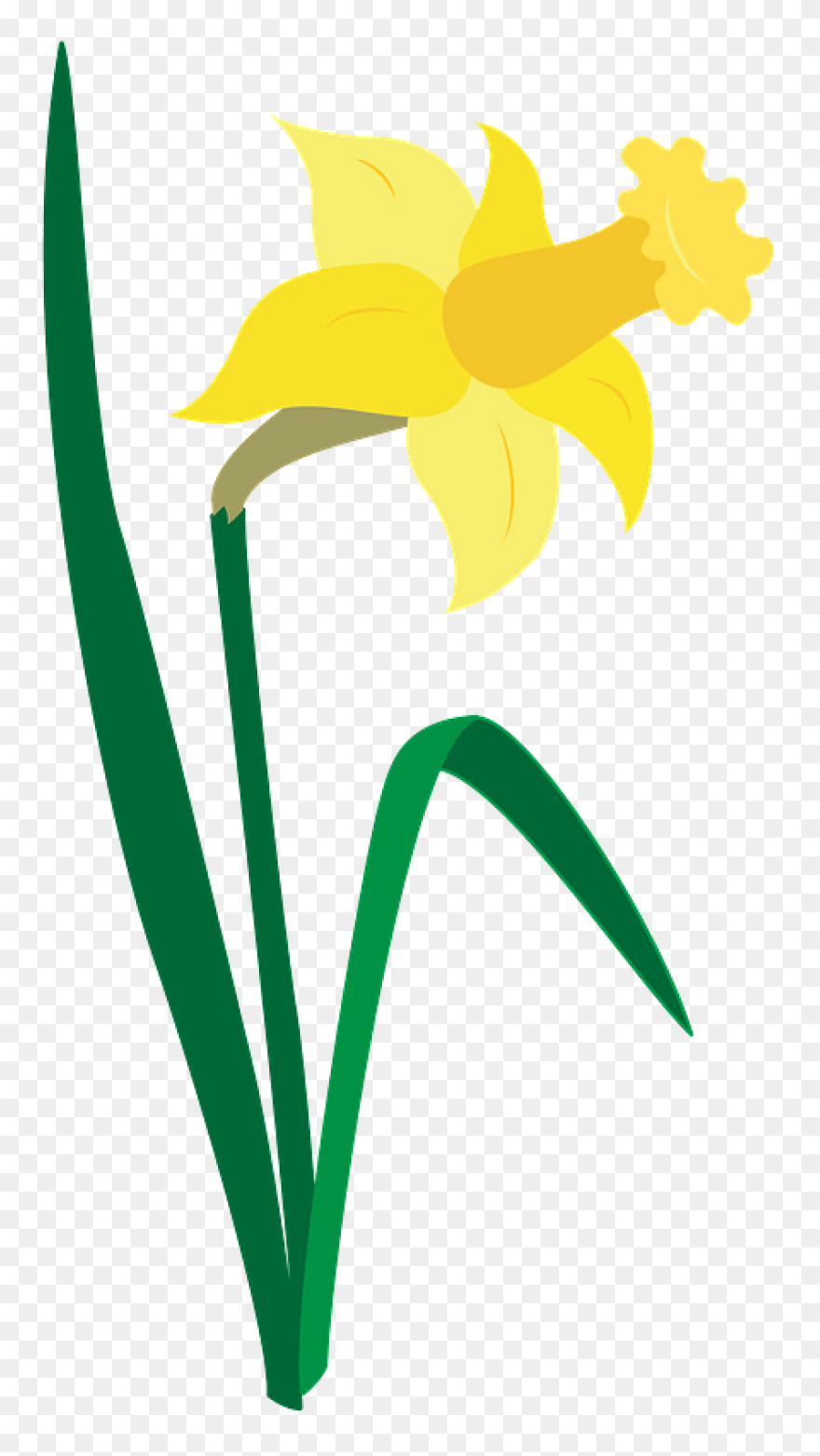 Daffodil Flower Plant Flora Clipart