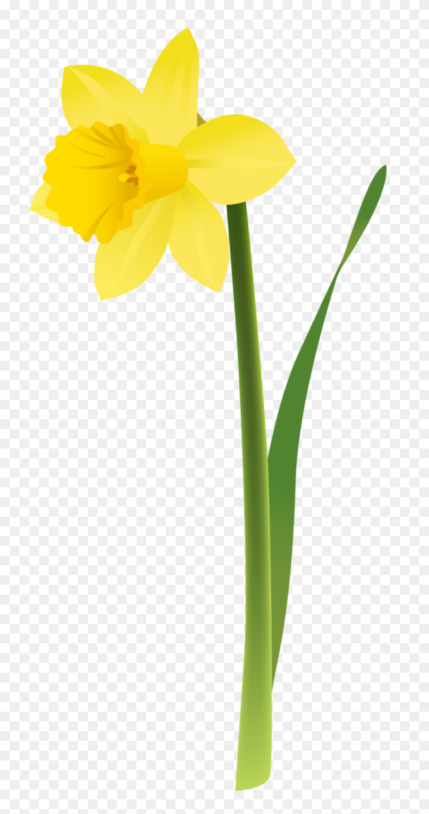 Daffodil Flower Plant Narcissus Clipart - Daffodil