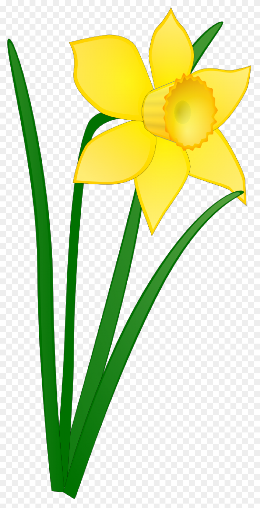 Daffodil Flower Plant Flora Clipart