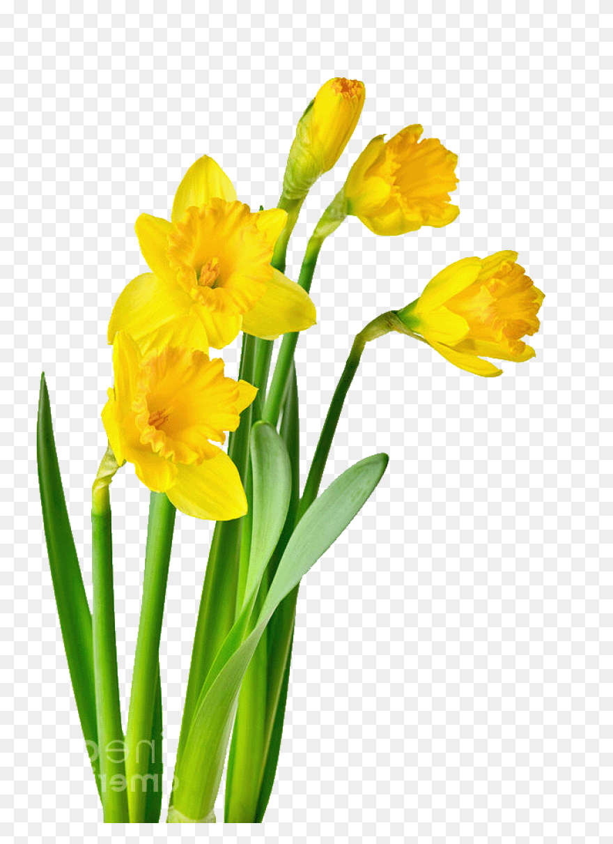 Daffodil Flower Plant Flora Clipart