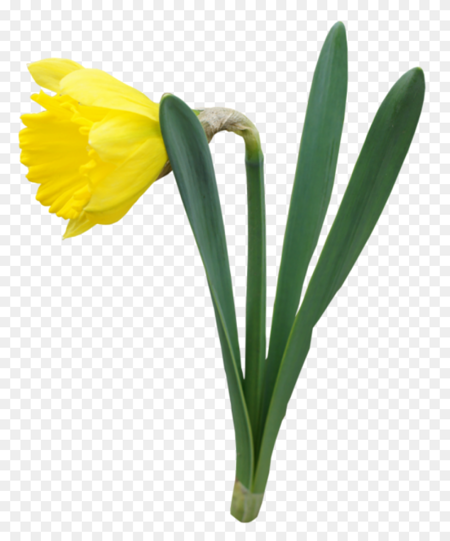 Daffodil Flower Plant Flora Clipart