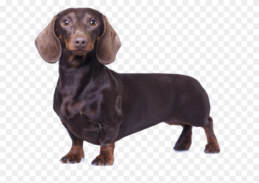 Dachshund Clipart. Free Download Tr