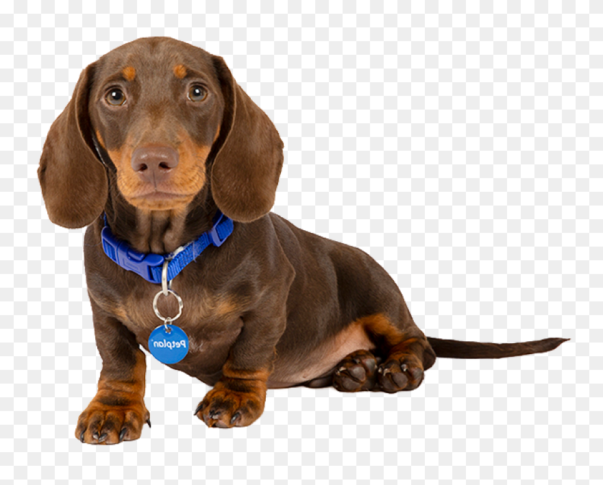 Dachshund Clipart. Free Download Tr