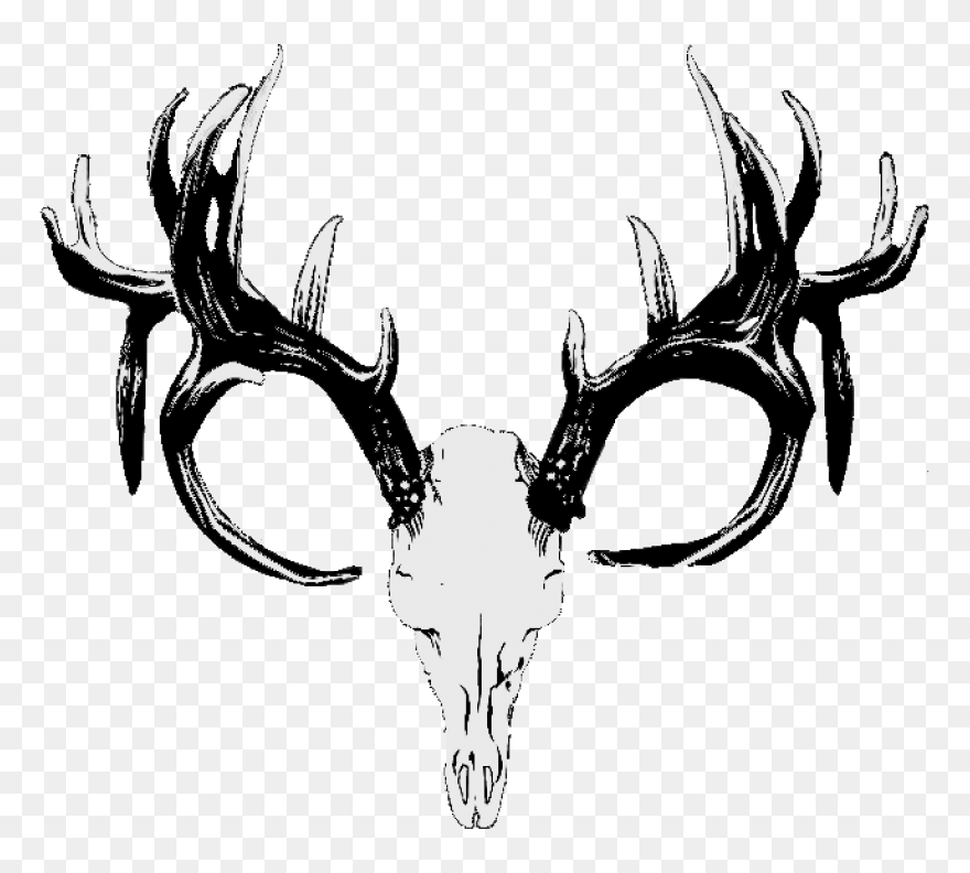 Red Deer Hunting White Tailed - Deer Skull