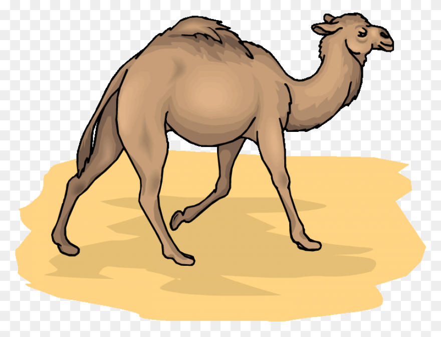 Camel Desert Clipart  - Desert