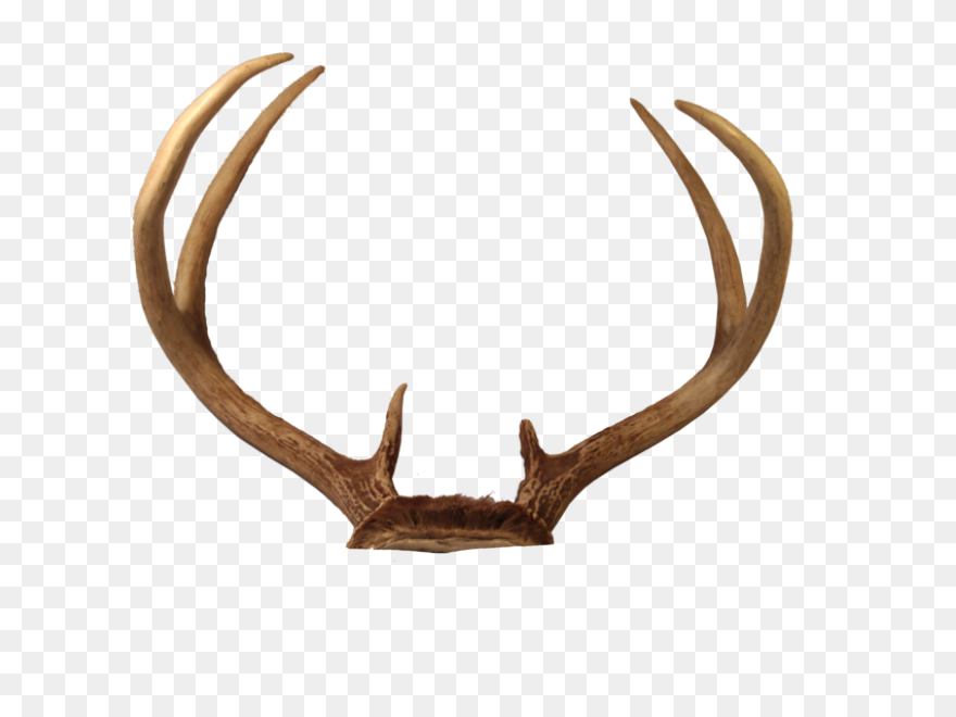 Mule Deer Antler Silhouette Transpa