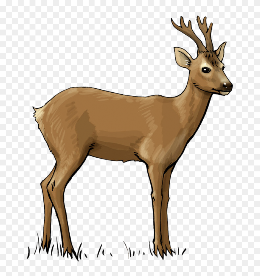 Deer Clipart Free Images Statuswall