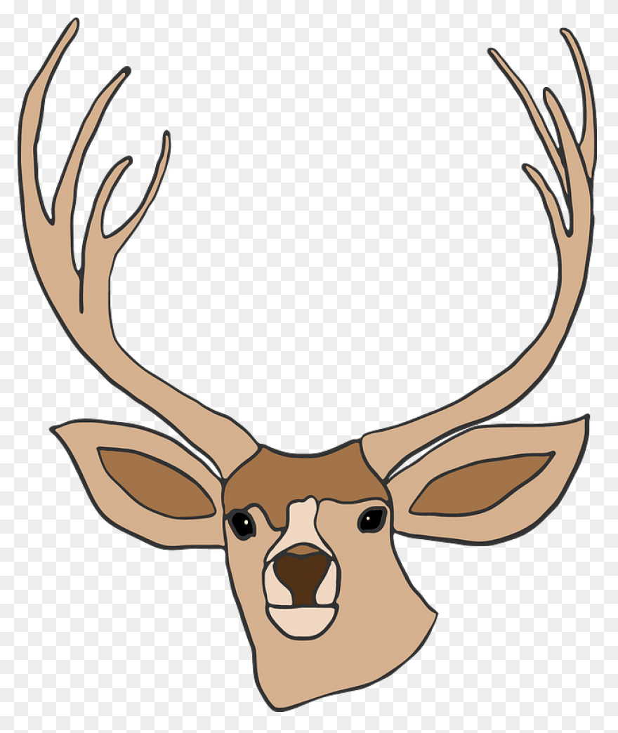 Animal, Caribou, Deer, Reindeer, Re