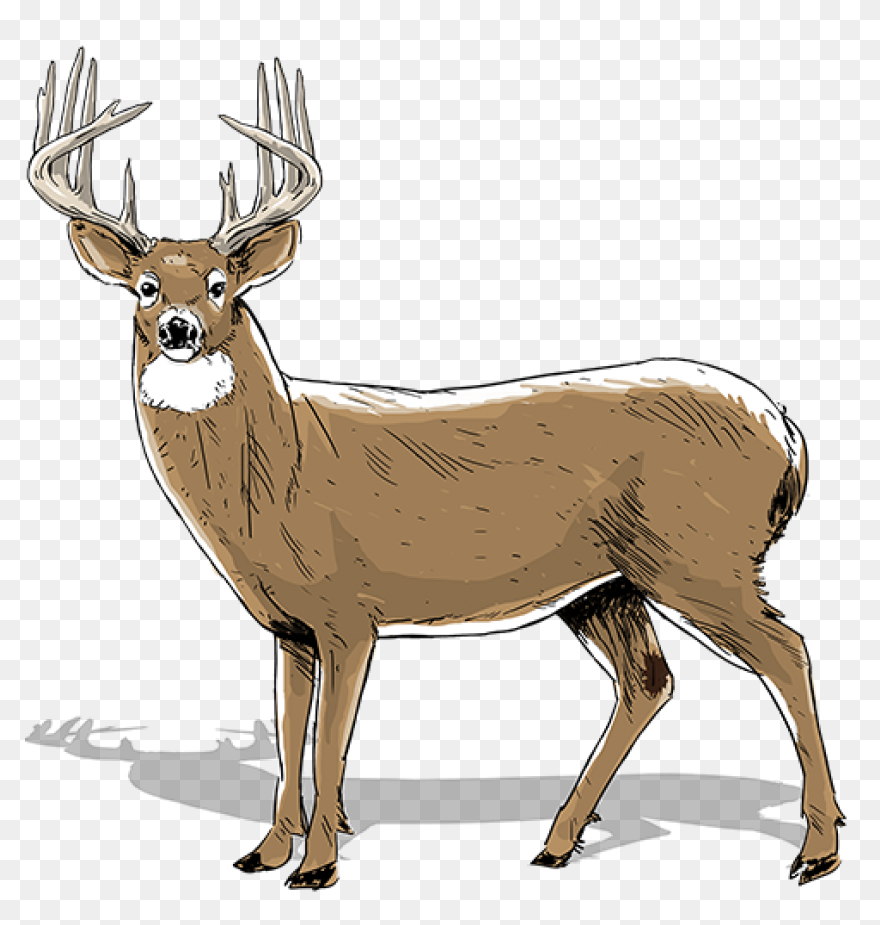 Animal, Caribou, Deer, Reindeer, Re