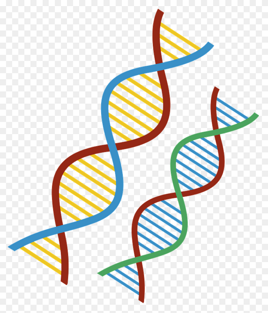 The Changing Shape Of Dna