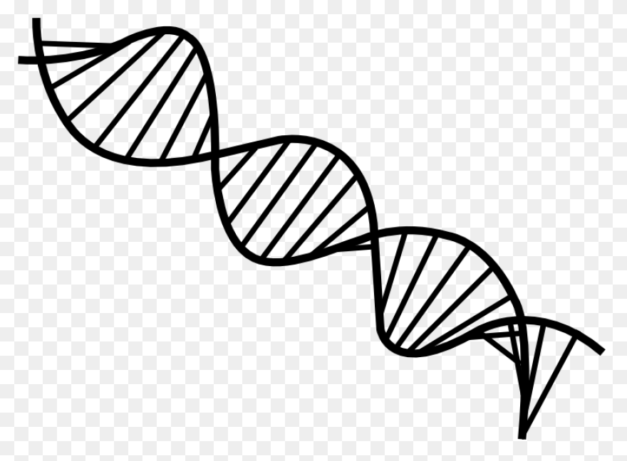 The Changing Shape Of Dna