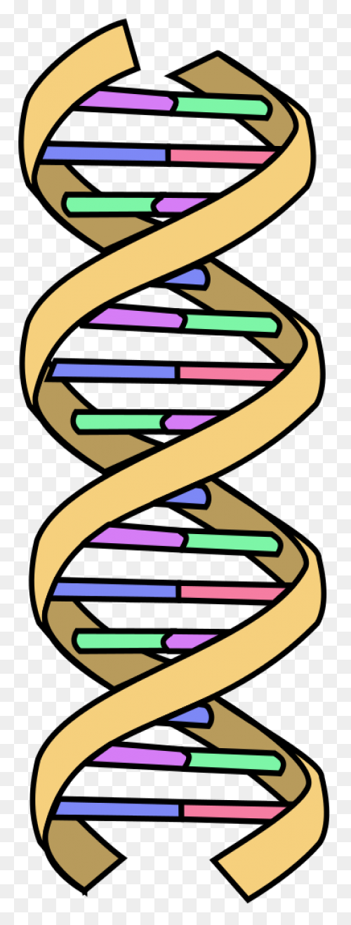 The Changing Shape Of Dna