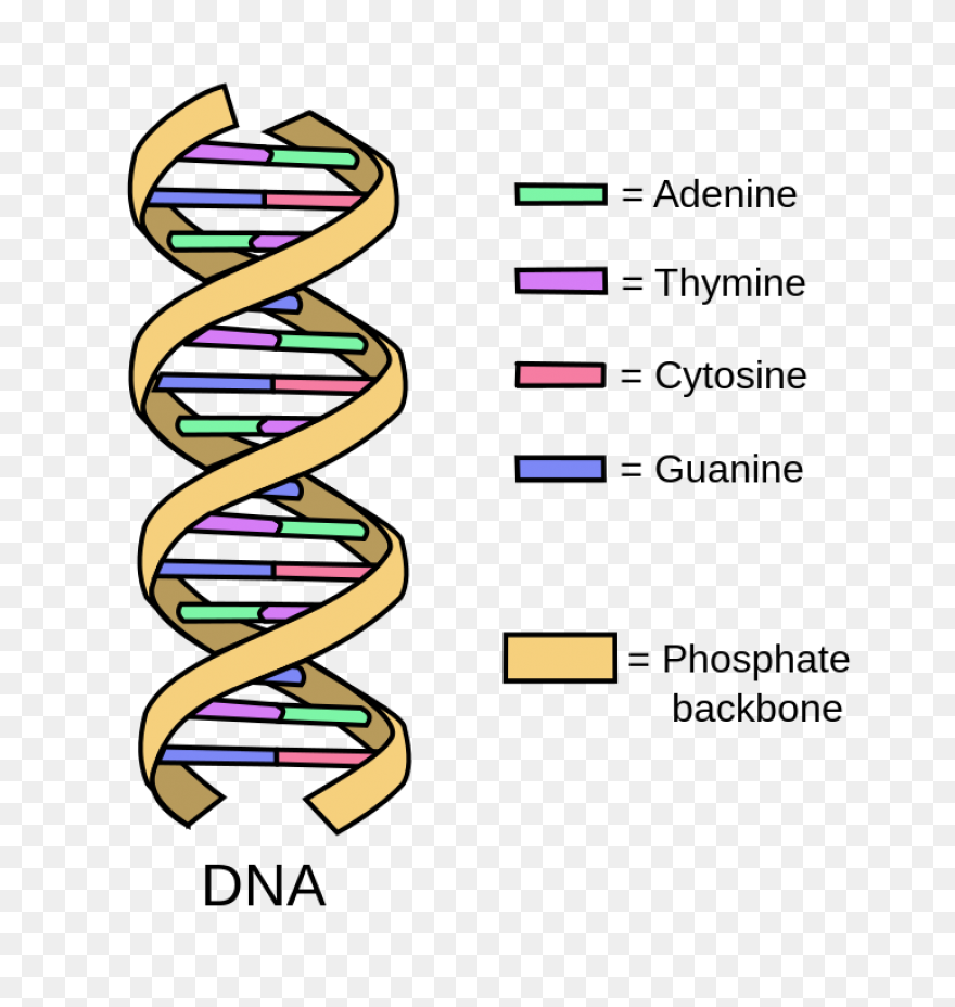 The Changing Shape Of Dna