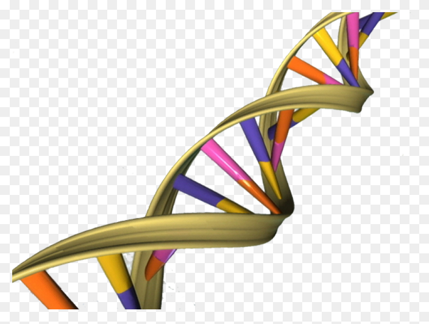 The Changing Shape Of Dna - Dna