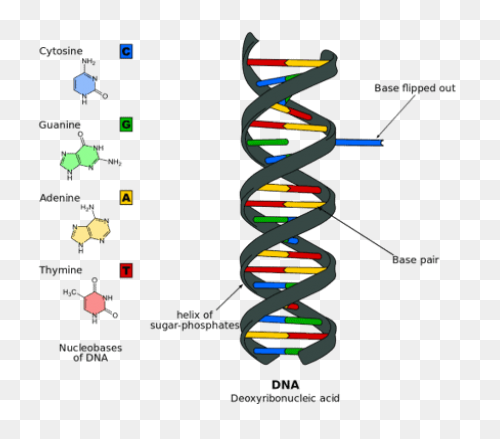 The Changing Shape Of Dna